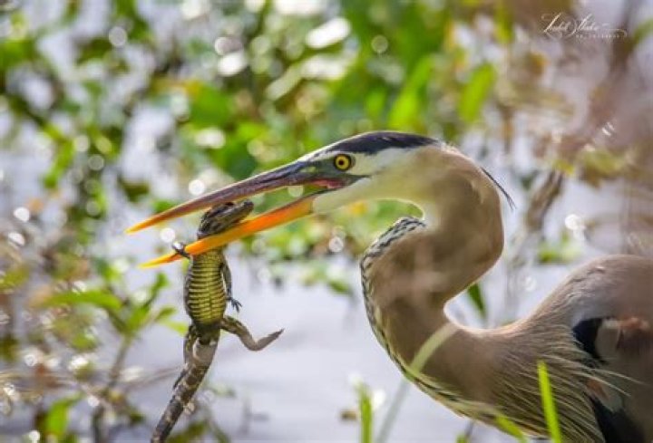 Photos show blue heron capture baby alligator
