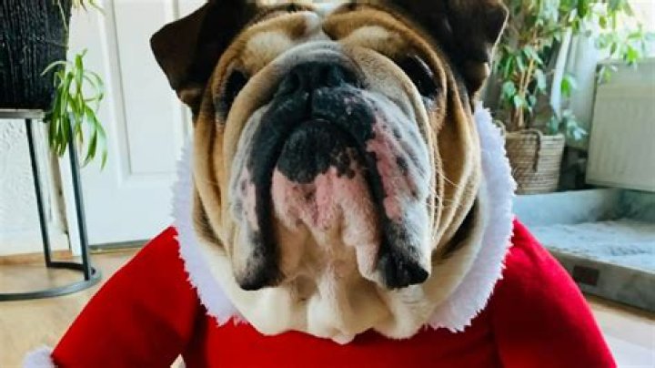 Proud dog owners rave about new pet Christmas outfit and claim it's the ‘best £3.99 they've ever spent’