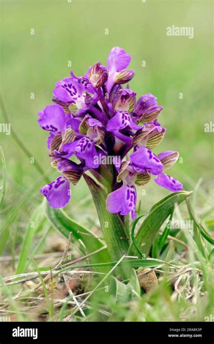 Rare green-winged orchid flourishes during lockdown putting half a golf course out of bounds