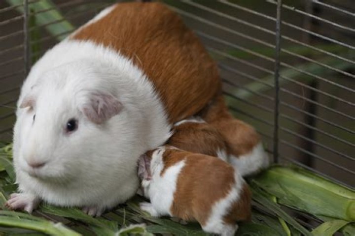 Retired couple breed guinea pigs to EAT because it's ‘more sustainable’ and insist the animals have ‘happy lives’