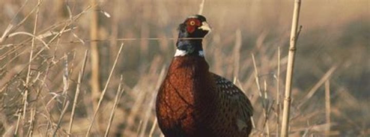 Roadside survey predicts excellent Iowa pheasant hunting this fall
