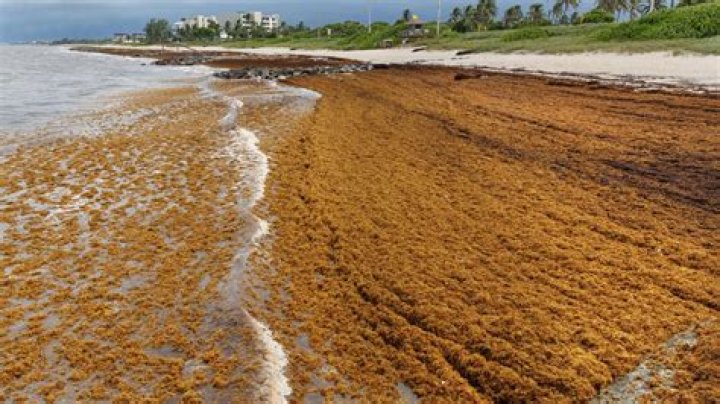 Sargassum seaweed bloom explodes to ‘new record’ size