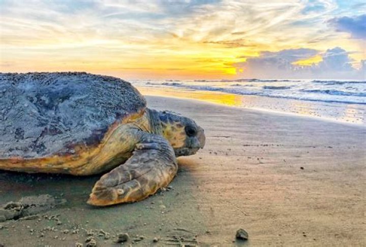 Scores of North Carolina sea turtles have died after being stunned by frigid temperatures