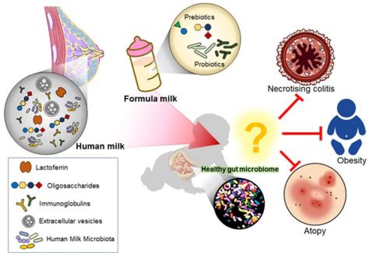 Sesame Milk Could Help Gut and Immune Health