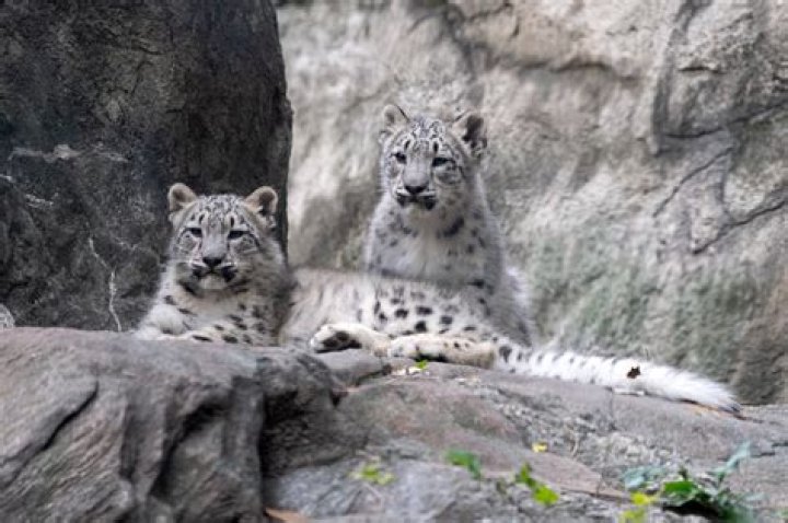 Snow Leopard at Miller Park Zoo dies from COVID-19