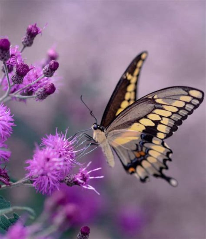 Spiritual Meaning of a Butterfly 101: Your Ultimate Guide