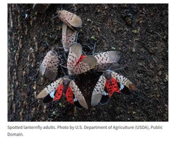 Spotted lanternflies, an invasive species from China, found in Illinois