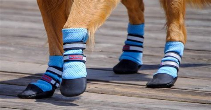 The 3 Best Dog Boots For Summer