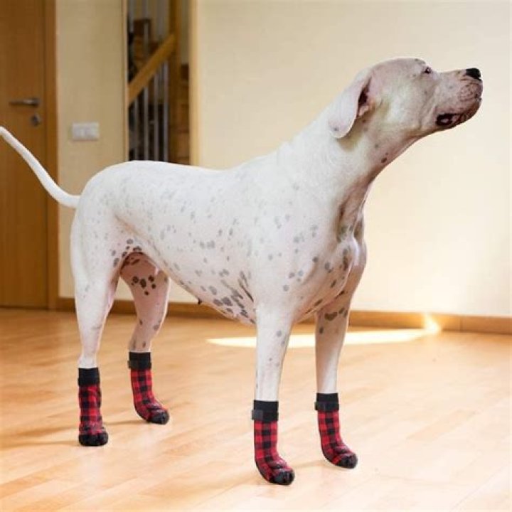 The 6 Best Dog Socks For Hardwood Floors In 2021
