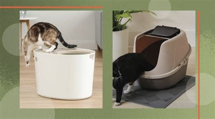 The 9 Best Litter Boxes For Messy Cats