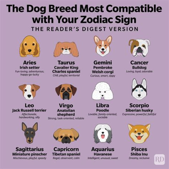 The Best First Pets For You And Your Partner, Based On Your Zodiac Signs