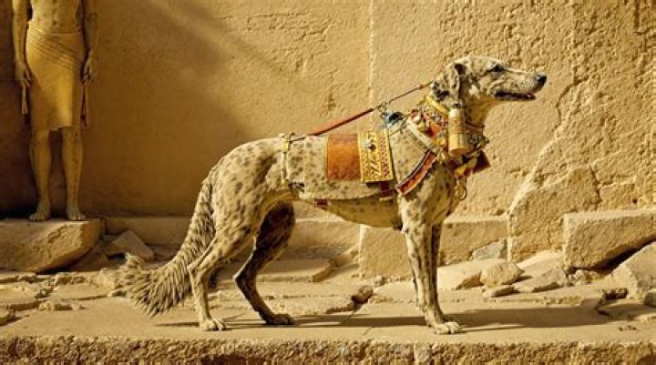 The Role and Significance of Dogs in Ancient Egypt
