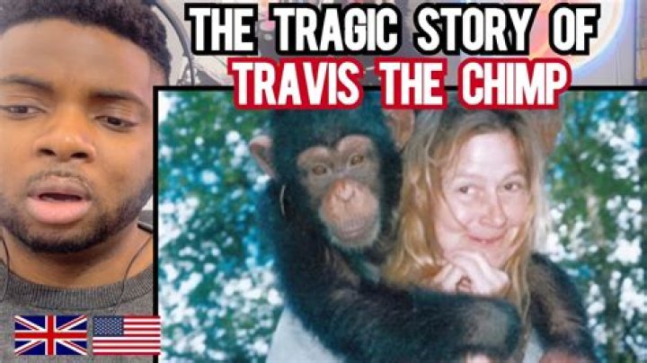 The Tragic Story of Travis the Chimp