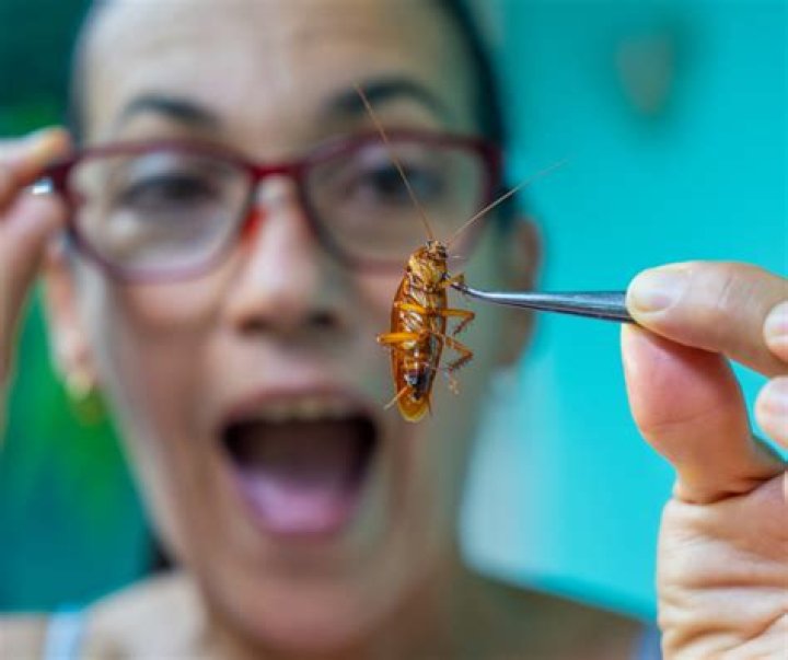 These are the most roach-infested cities in America