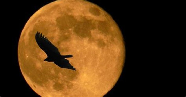These Tortilla Supermoon Memes Are A Hilarious Take On The Celestial Phenomenon