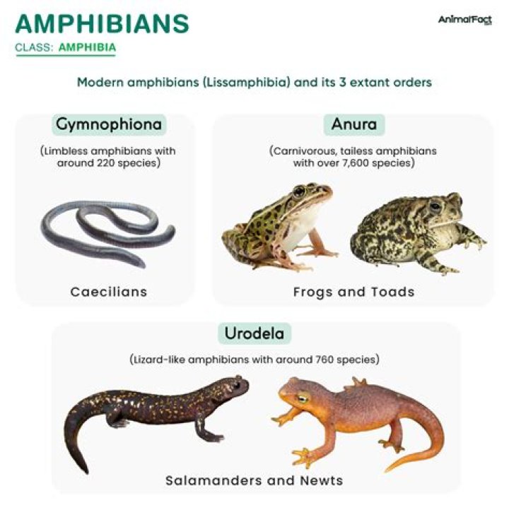 Top 5 Ideas for Potential Amphibia Spin-Offs