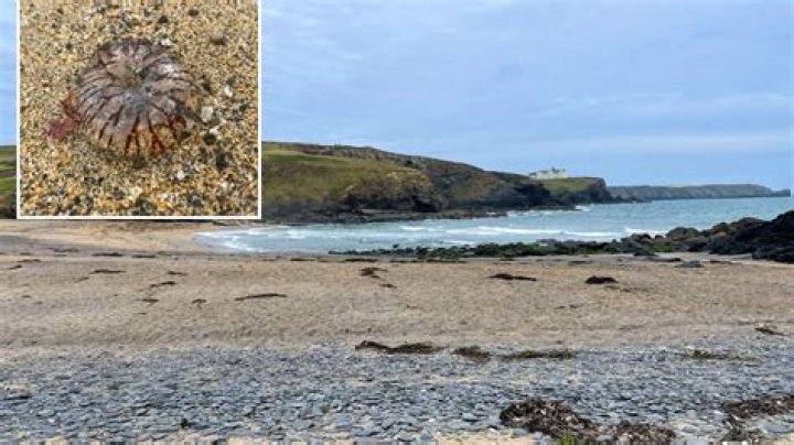 Urgent UK travel warning after invasion of venomous creatures on famous beaches – how to avoid getting hurt