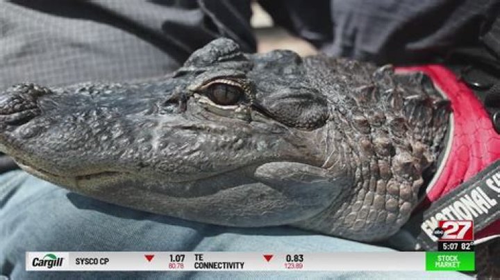 Wally, the Lebanon Co.-based emotional support alligator, gains global fame but still makes time for us