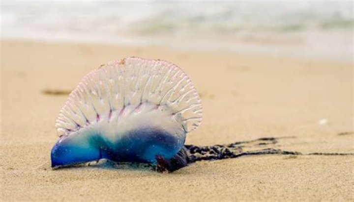 Welsh beach covered in hundreds of creepy jellyfish that are cousin of deadly Portuguese Man o’ War – The Sun