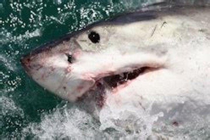 What Are Devil Sharks? These Predators Have A Thing For Heat