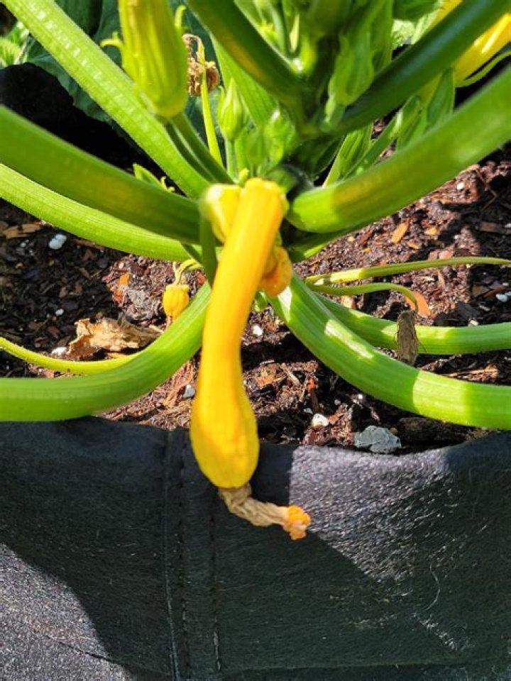 What causes squash to shrivel up