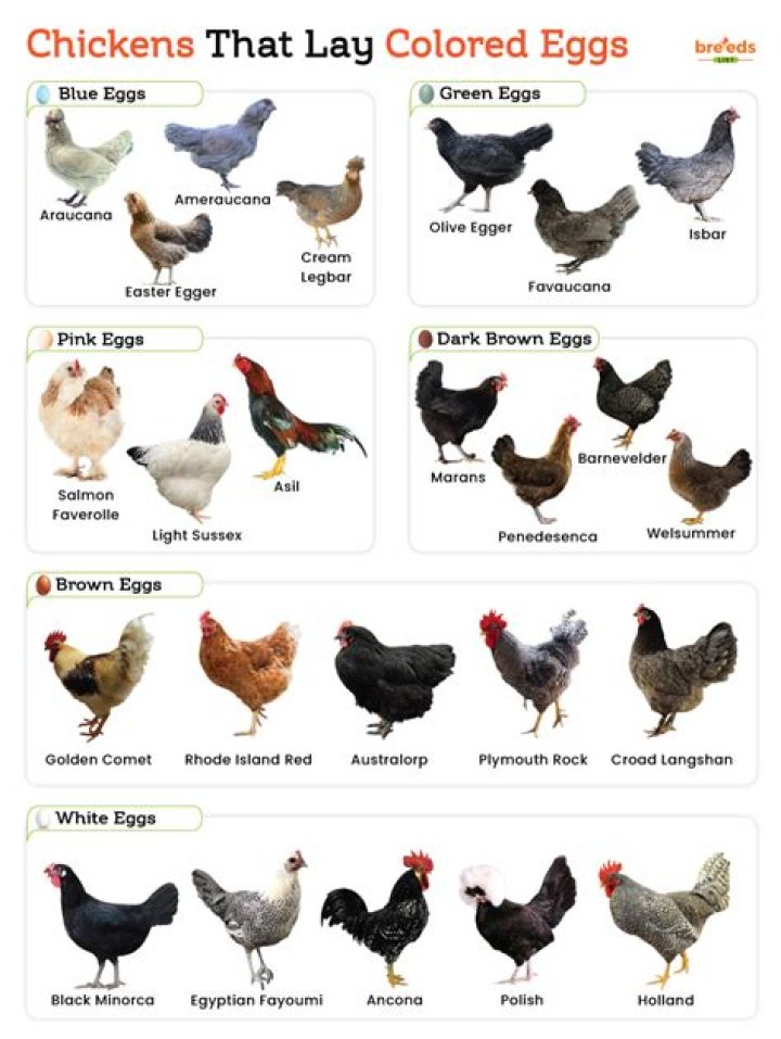What color eggs do Columbian chickens lay?