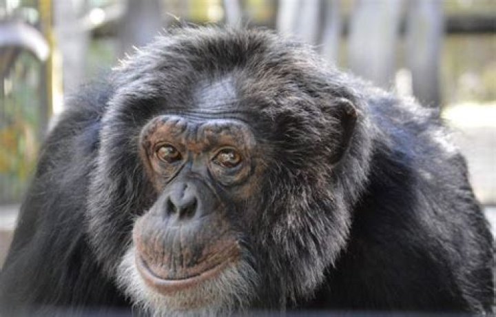 What Happened To Bubbles The Chimp?