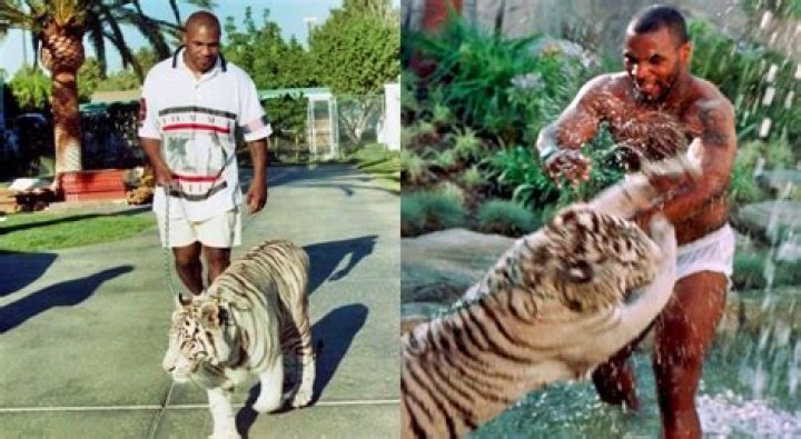 What Happened To Mike Tyson’s Tiger?