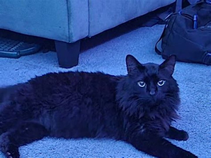 What Only Hardcore Hocus Pocus Fans Know About Binx The Cat's Portrayal