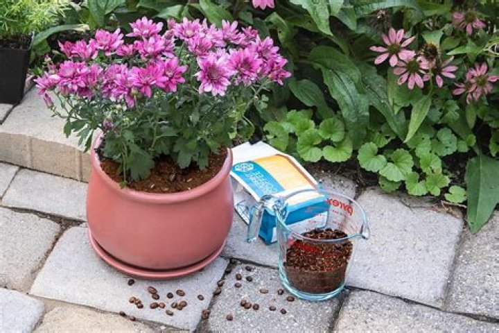 What To Do With Leftover Coffee Grounds: 13 Brilliant Uses
