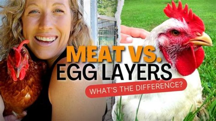 Why do hens cover their chicks?