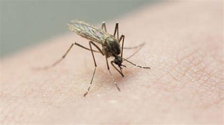 Why Hawaii might release millions of mosquitos in Maui