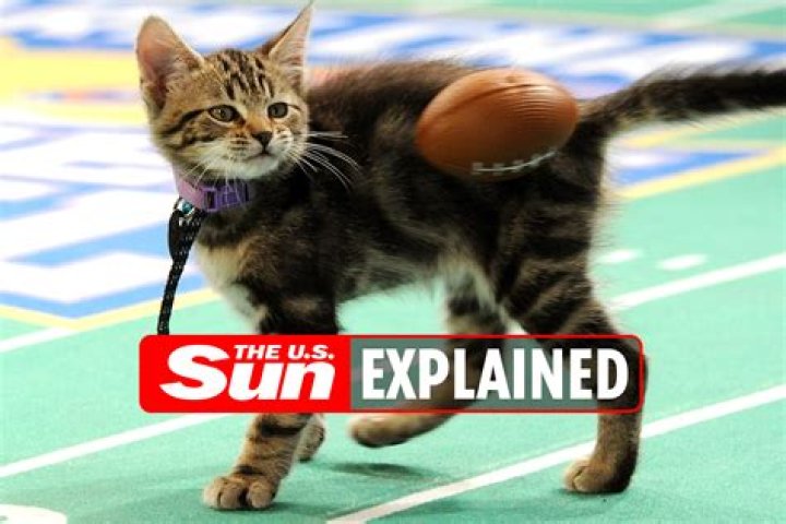 Why was Kitten Bowl 2022 cancelled?