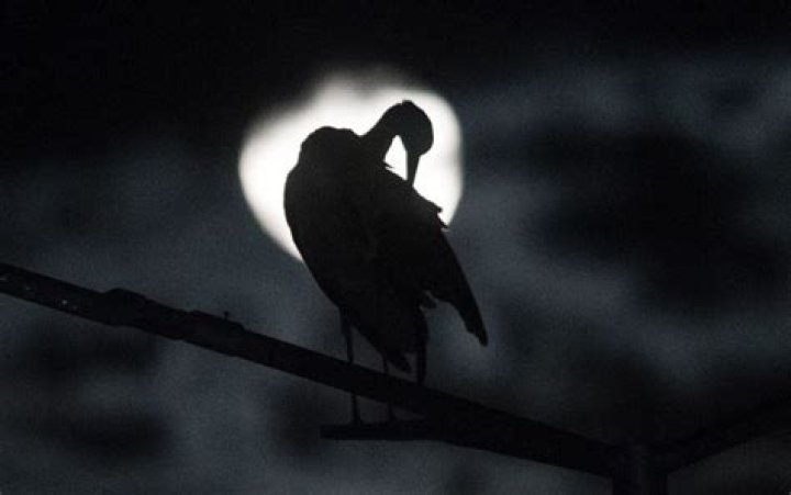 Will the total eclipse affect migrating birds?